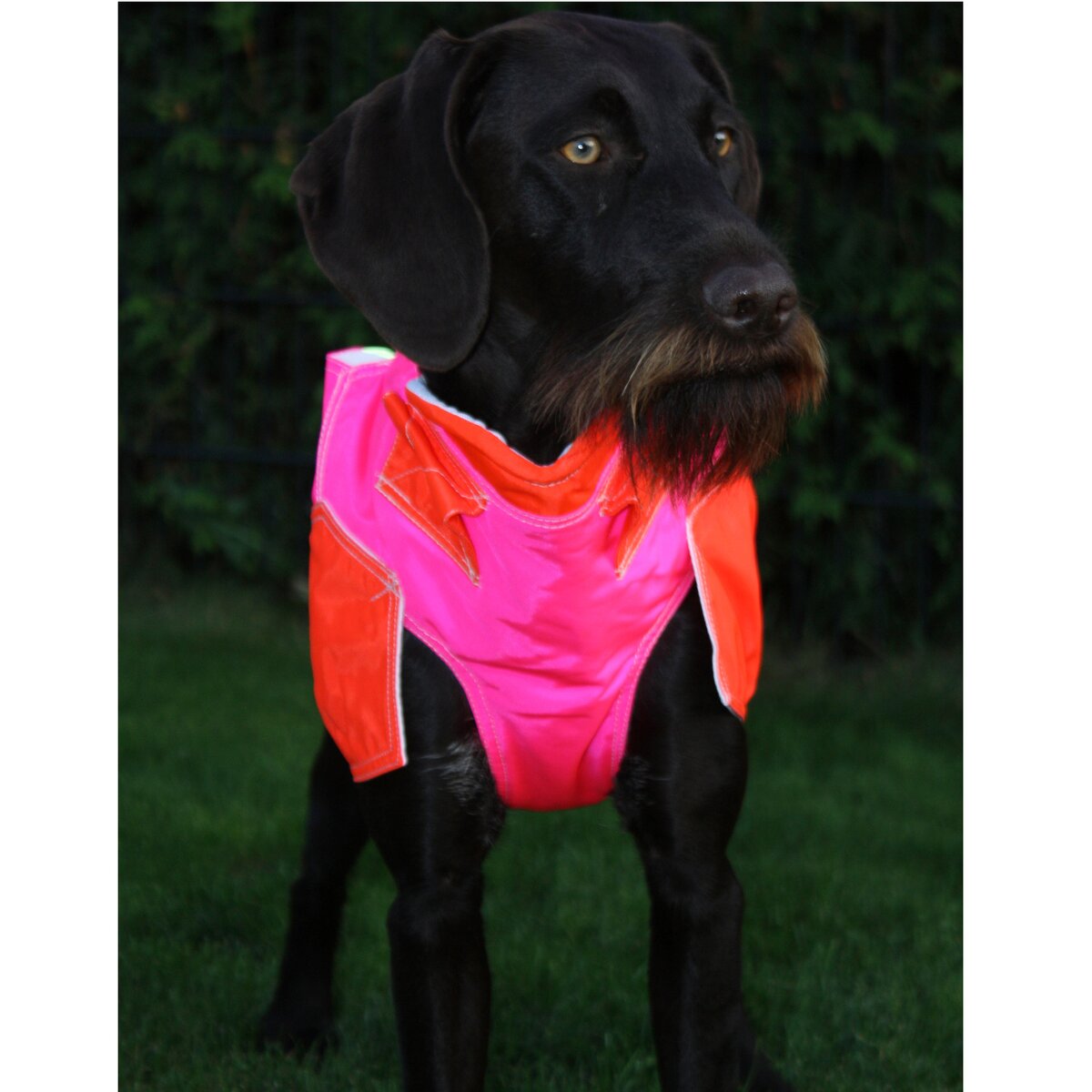 Out Dog Dog protective vest standard (Chest circumference 80 cm – female)