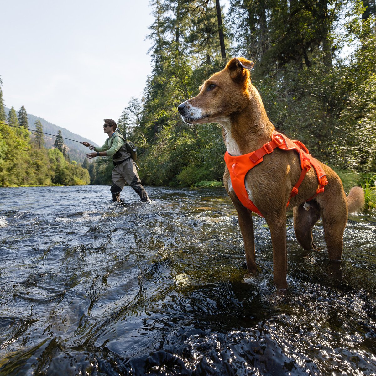 Ruffwear suņu iemaukti Web Master™ (M izmērs (krūšu apkārtmērs 69–81 cm) – koši oranži)