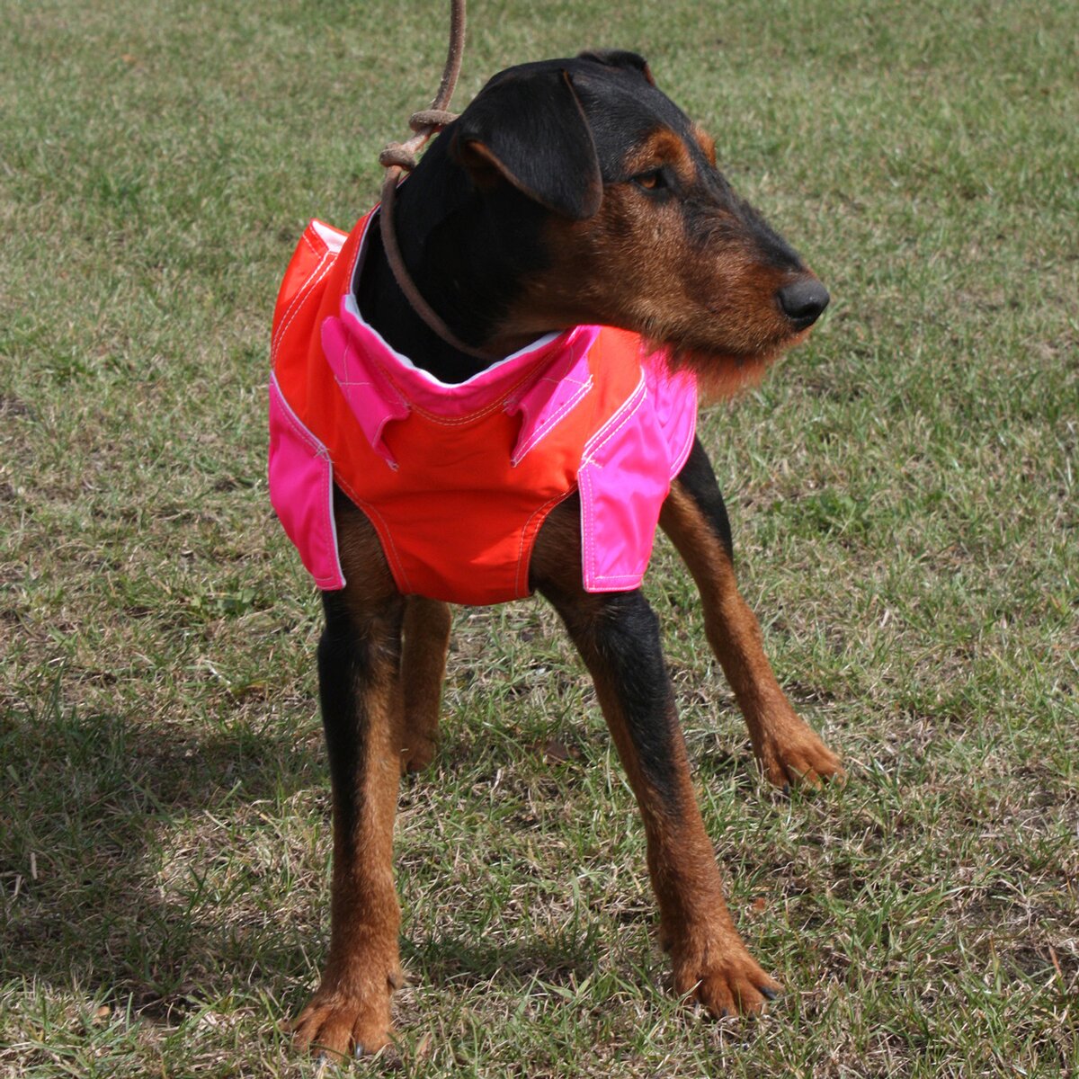 Out Dog Dog protective vest standard (Chest circumference 75 cm – male)