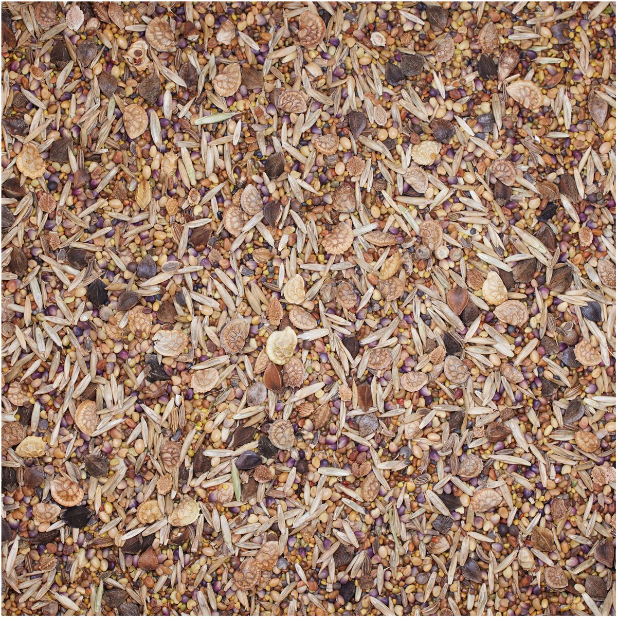 BSV Saaten Sēklu maisījums WaidGreen® Wildacker Stammtisch 5 kg