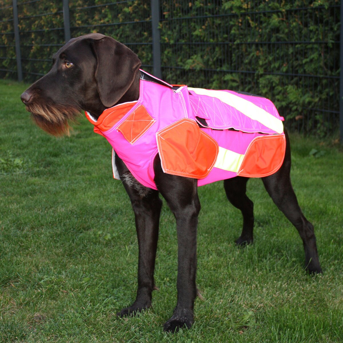 Out Dog Dog protective vest standard (Chest circumference 80 cm – female)