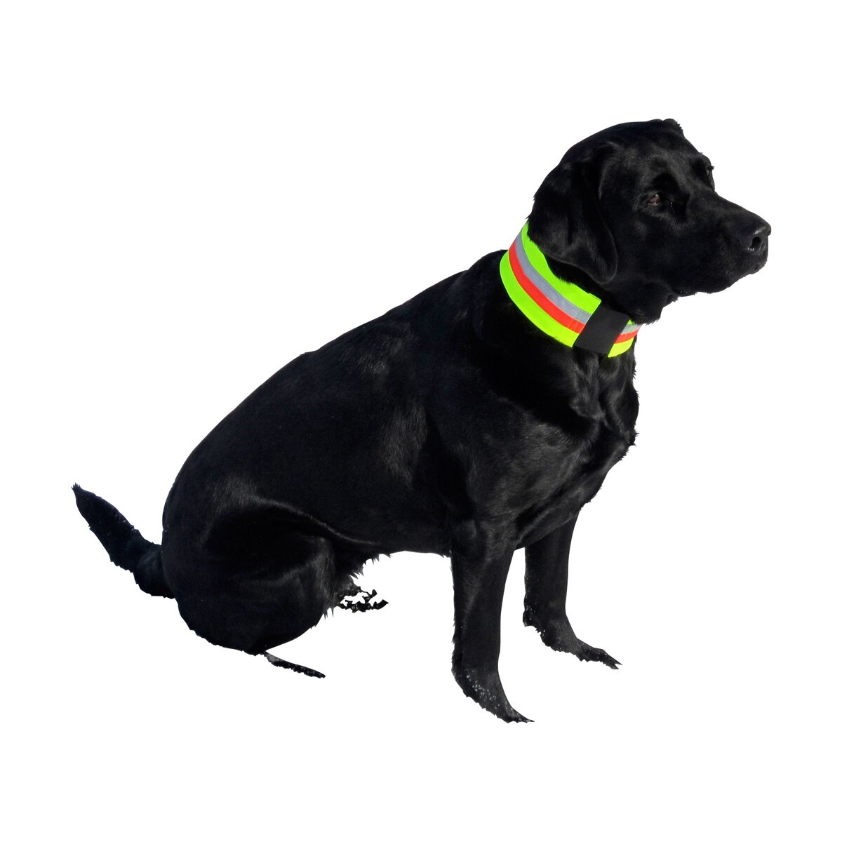 Heim Signal kaklasiksna suņiem (44 cm)