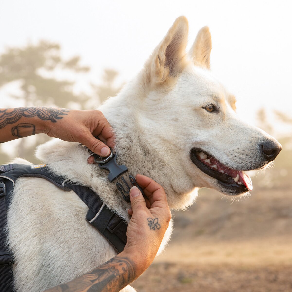 Ruffwear Collar Front Range® jauns modelis (kakla apkārtmērs 51–66 cm – bazalta pelēks)