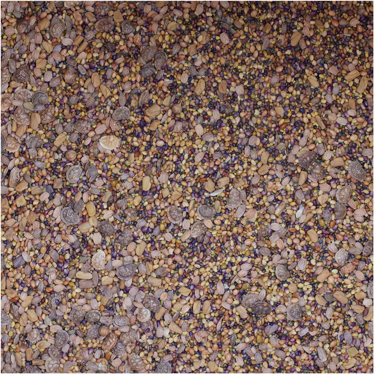BSV Saaten Seed mix WaidGreen® legume mix 2 kg