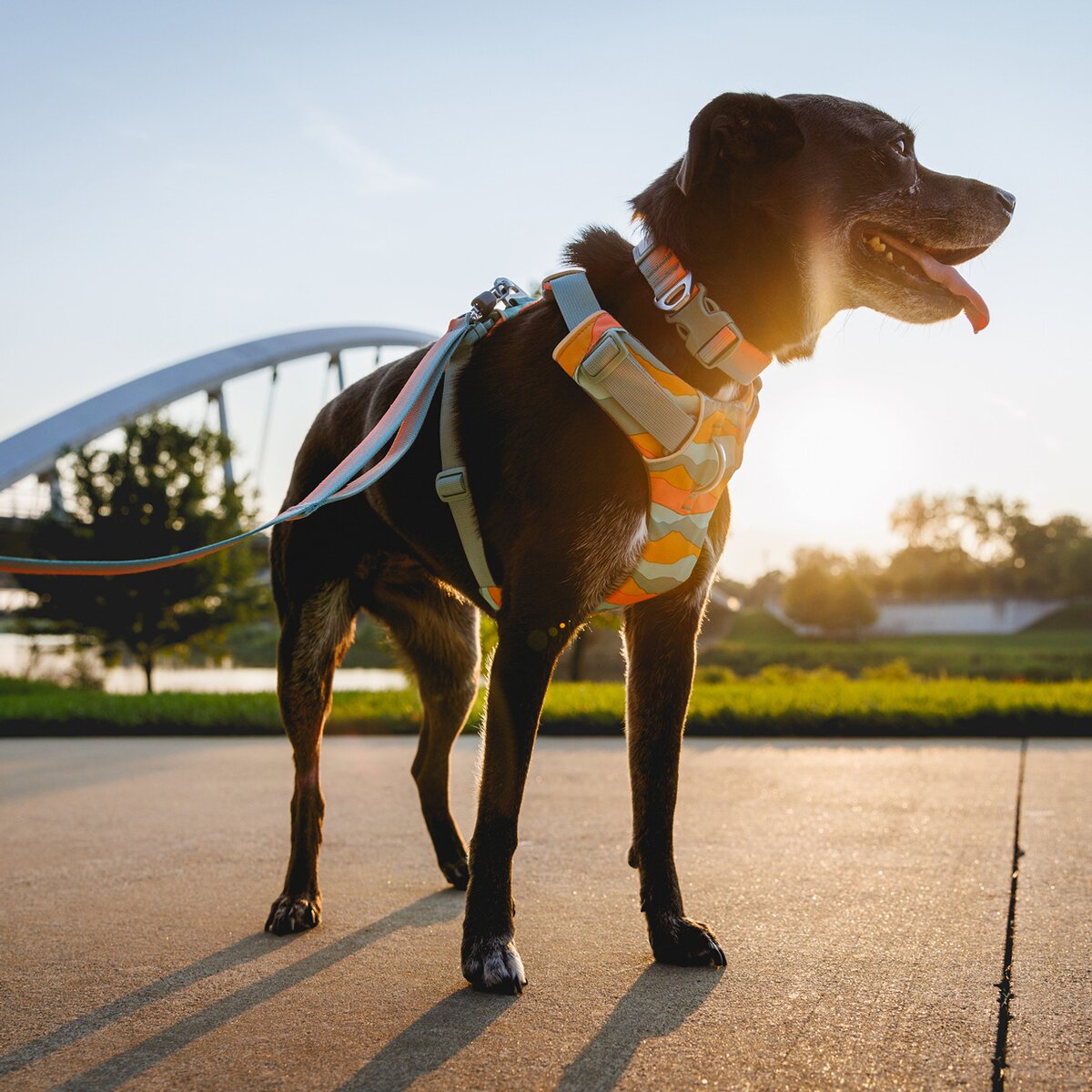 Ruffwear Front Range® dog harness new model (Size M (chest 69-81 cm) – Spring Moutains)