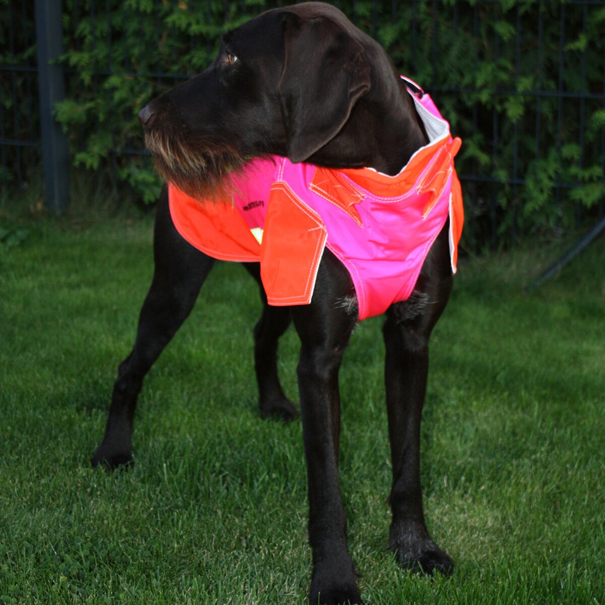 Out Dog Dog protective vest standard (Chest circumference 80 cm – female)