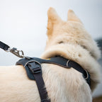 Ruffwear Front Range® dog harness new model (Size L/XL (chest 81-107 cm) – Basalt Gray)