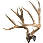 Skull Hooker Trophy Mount Skull Cap