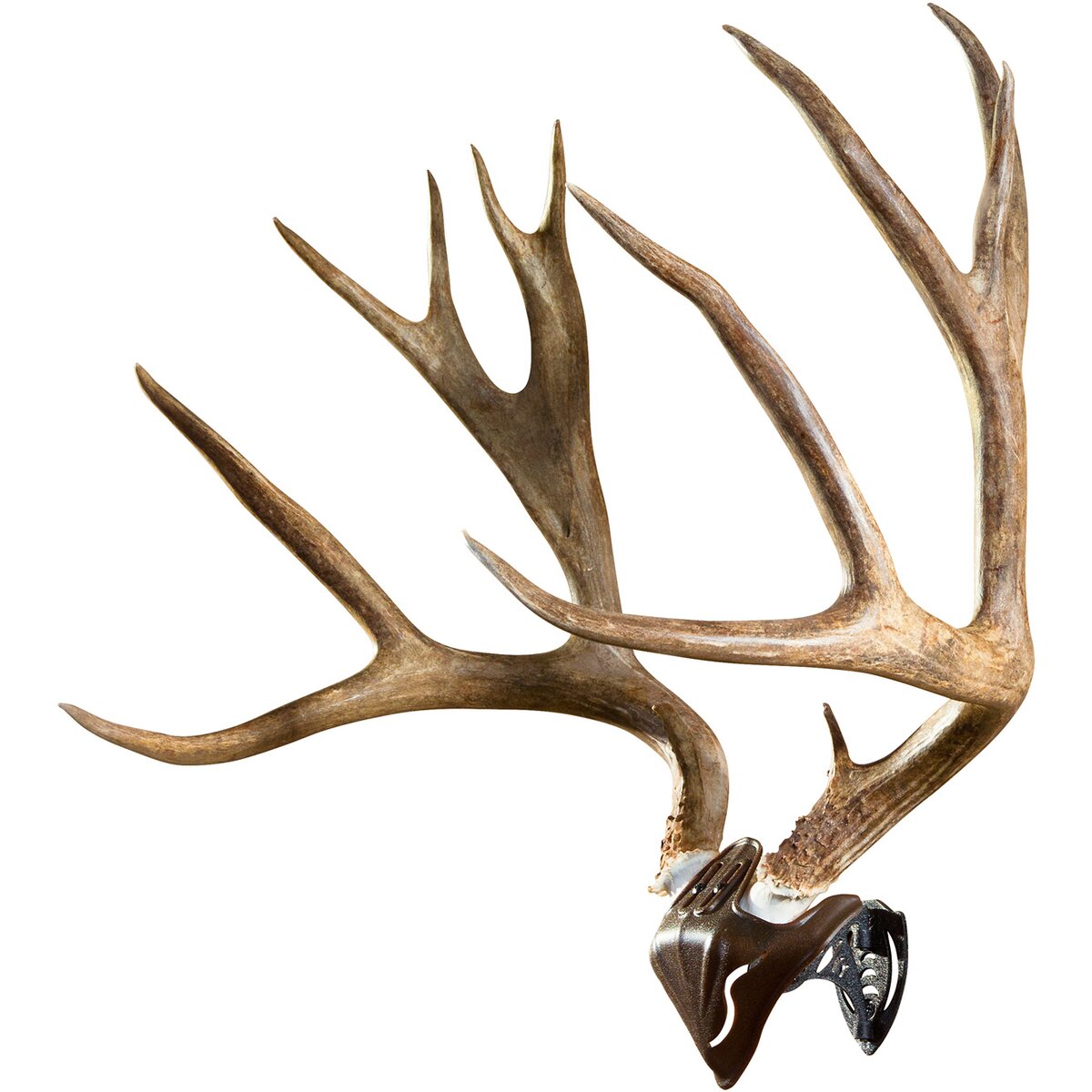 Skull Hooker Trophy Mount Skull Cap