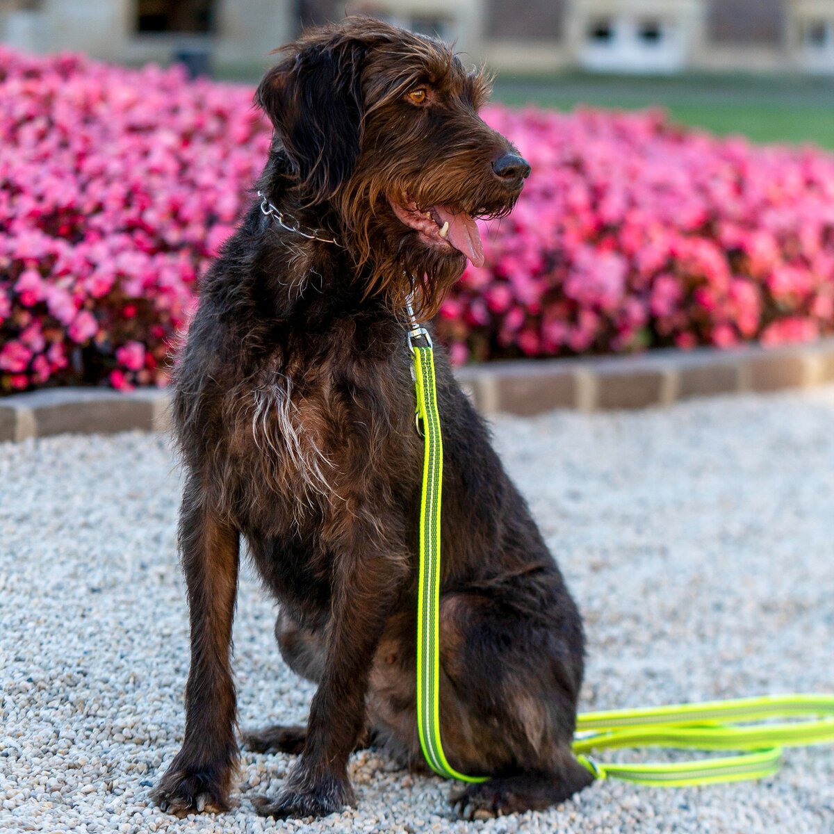 Sprenger Rubberized leash – 3-way adjustable (Signal yellow)