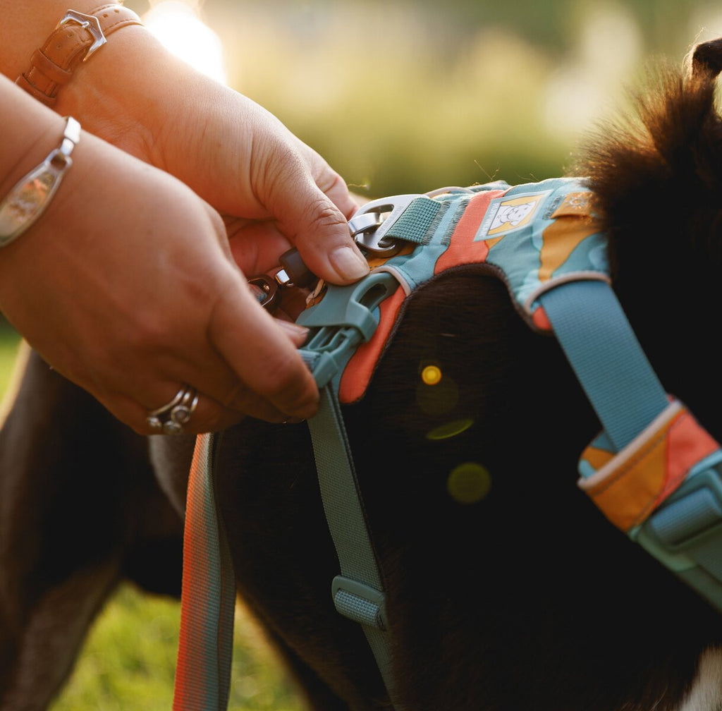 Ruffwear Front Range® dog harness new model (Size L/XL (chest 81-107 cm) – Spring Moutains)