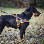 Heim Dog harness signal (Size M (chest 60-70cm, width 25mm))
