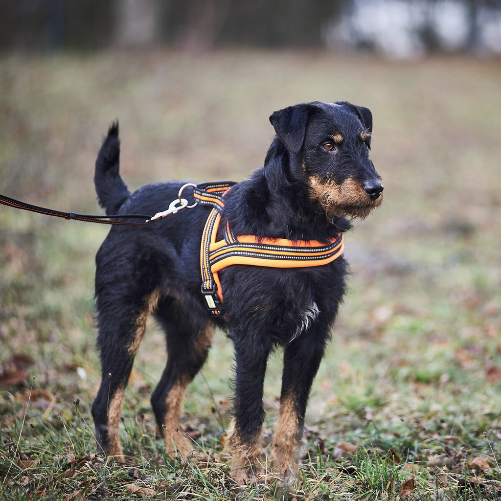 Heim Dog harness signal (Size L (chest 68-80cm, width 25mm))