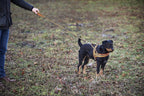 Heim Dog harness signal (Size XS (chest 42-50cm, width 20mm))