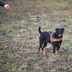Heim Dog harness signal (Size XS (chest 42-50cm, width 20mm))