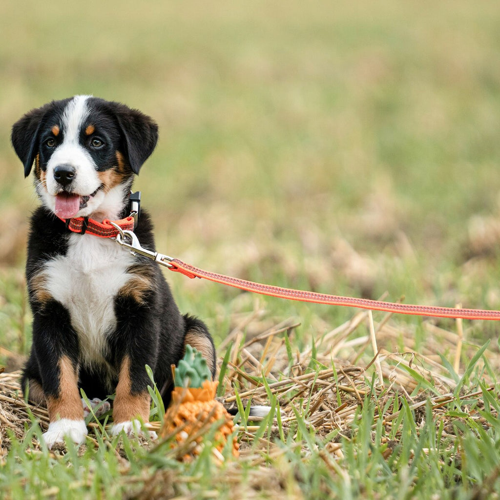 Sprenger Rubberized dog leash without hand strap (Signal orange – length 1 m)