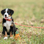 Sprenger Rubberized dog leash without hand strap (Signal orange – length 1 m)