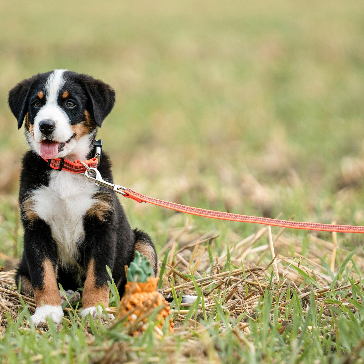 Sprenger Rubberized dog leash without hand strap (Signal orange – length 1 m)