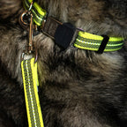 Sprenger Rubberized dog leash without hand strap (Signal yellow – length 2 m)