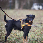 Heim Dog harness signal (Size XS (chest 42-50cm, width 20mm))