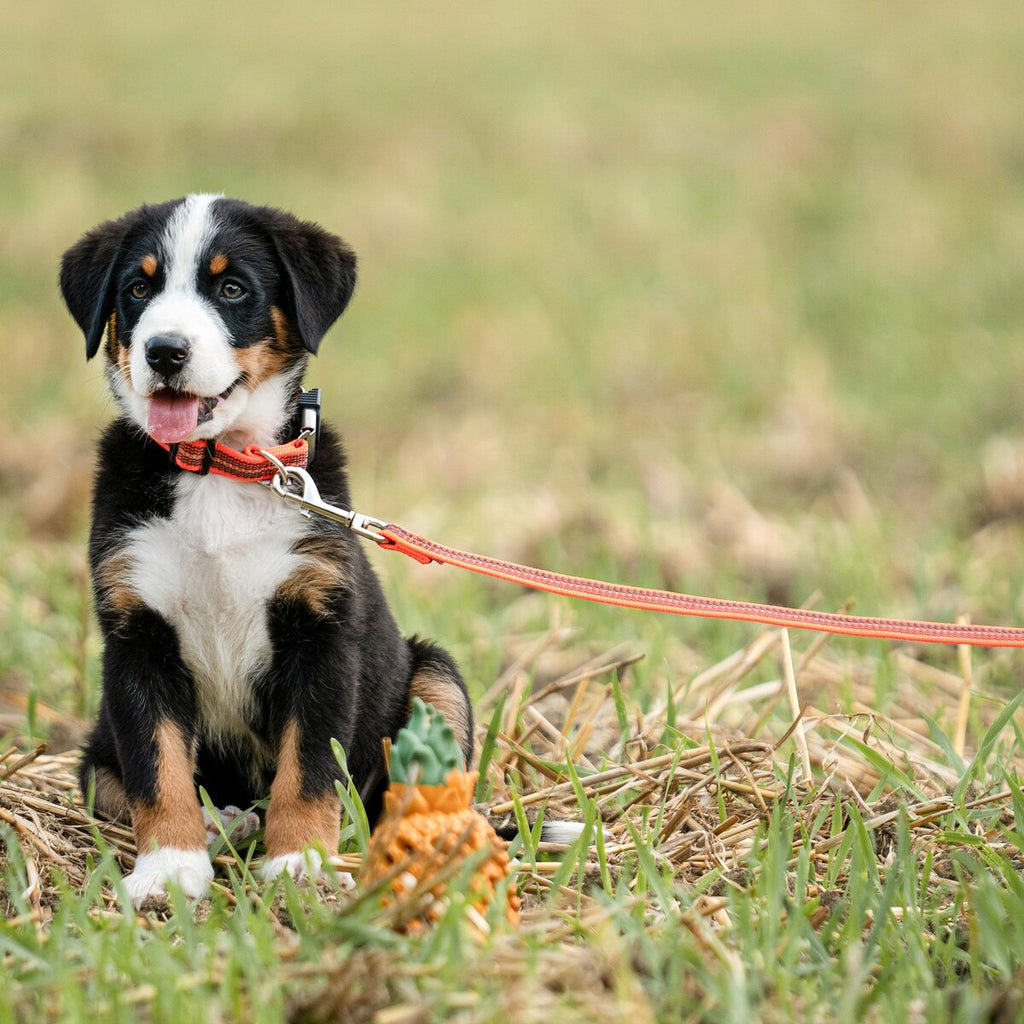 Sprenger Rubberized dog leash without hand strap (Signal orange – length 2 m)
