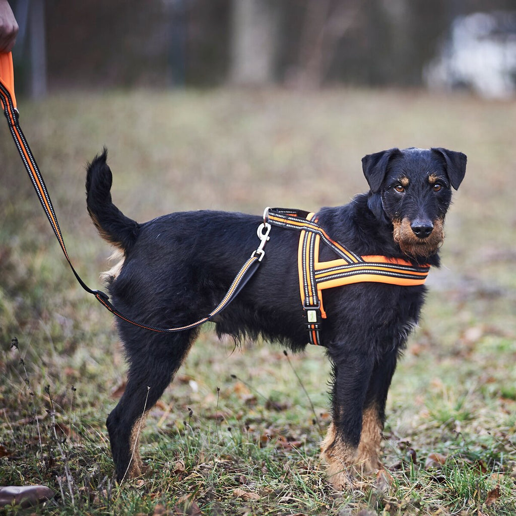 Heim Dog harness signal (Size M (chest 60-70cm, width 25mm))
