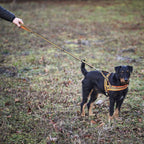 Heim Dog harness signal (Size S (chest circumference 50-58 cm, width 20 mm))