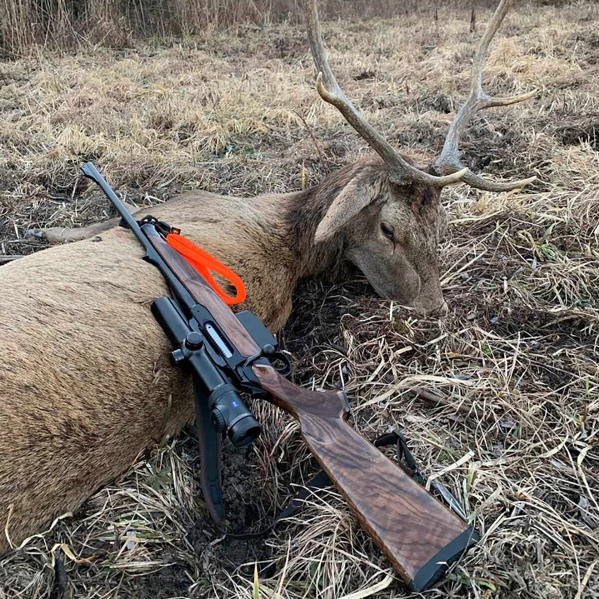 Sauenhammer Rifle sling SH2 driven hunt