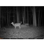 Seissiger Wildlife camera Pro-Cam LTE - SUPERSIM Edition