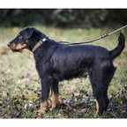 Heim Collar signal (Size M (length 43-50cm, width 25mm))