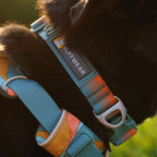 Ruffwear Collar Front Range® new model (Neck circumference 28-36 cm - Spring Fade)