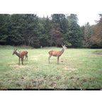 Seissiger Wildlife camera Pro-Cam LTE - SUPERSIM Edition