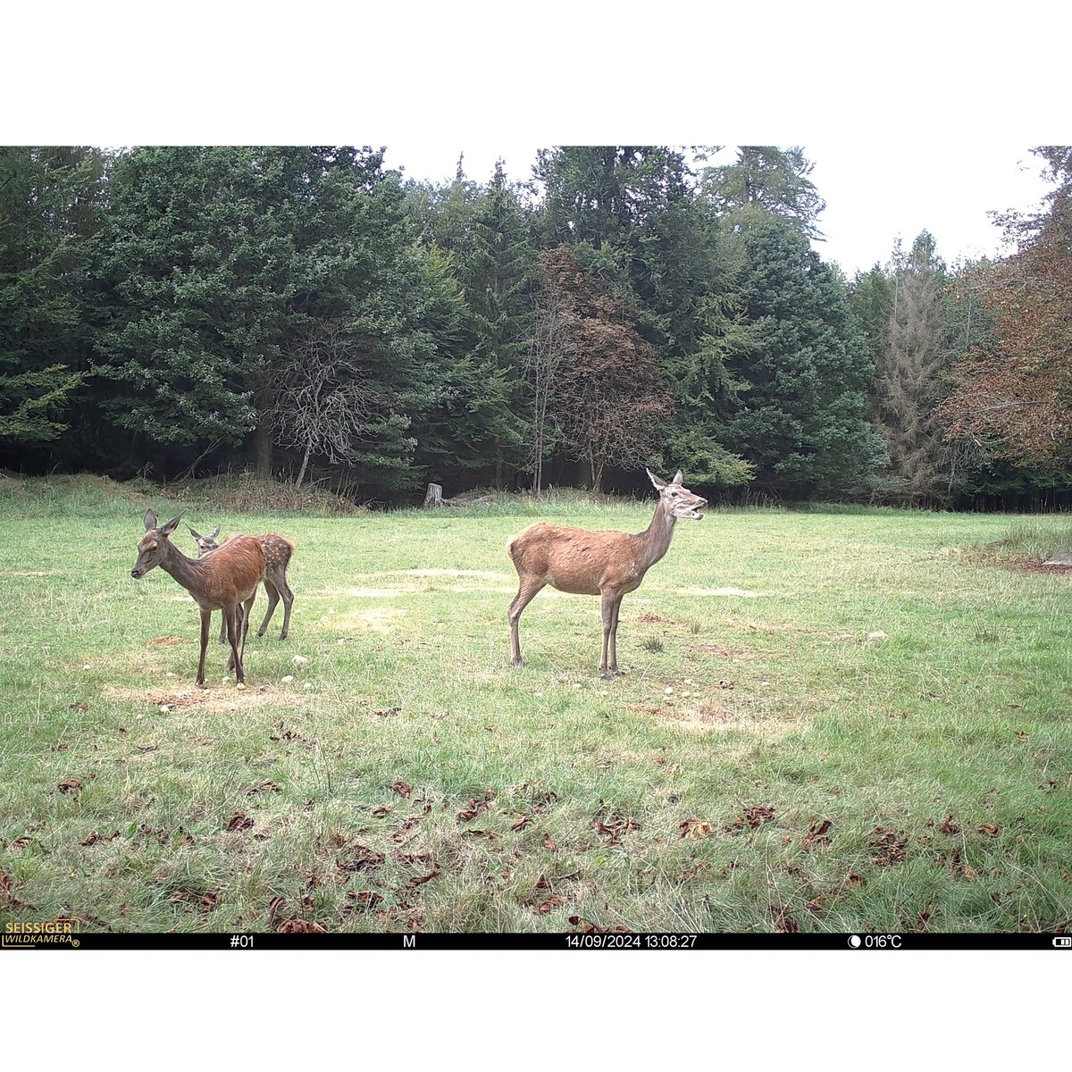 Seissiger Wildlife camera Pro-Cam LTE - SUPERSIM Edition