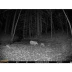 Seissiger Wildlife camera Mini-Cam
