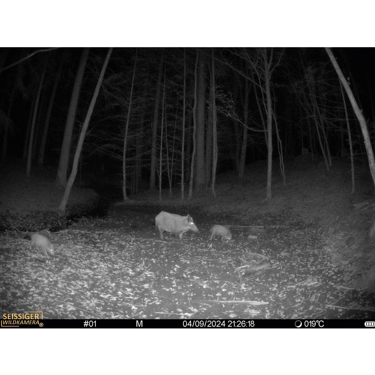 Seissiger Wildlife camera Mini-Cam