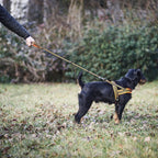 Heim Dog harness signal (Size L (chest 68-80cm, width 25mm))