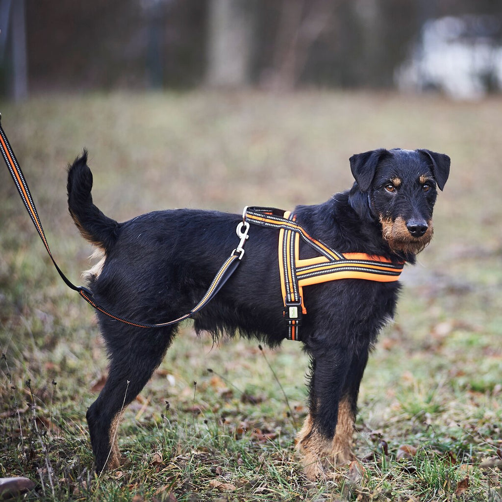 Heim Dog harness signal (Size M (chest 60-70cm, width 25mm))