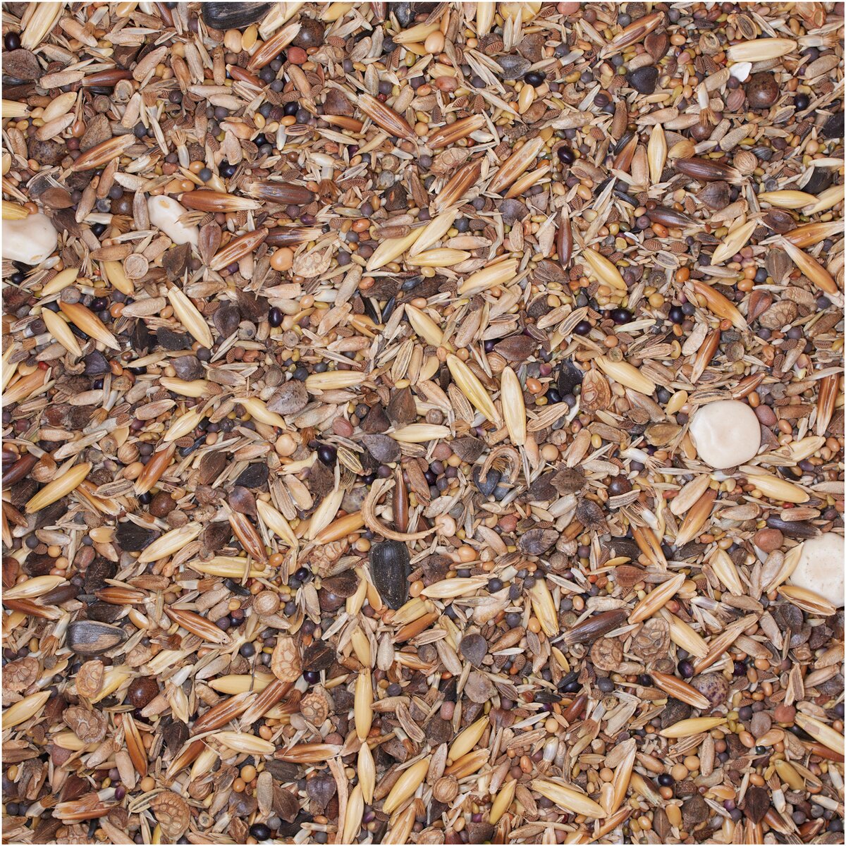 BSV Saaten Seed mix WaidGreen® forest pioneer mix 10 kg