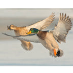 Nordik Loose Nordik Mallard