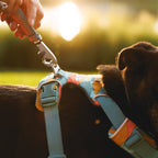 Ruffwear Front Range® dog harness new model (Size XS (chest circumference 43-56 cm) – Spring Moutains)