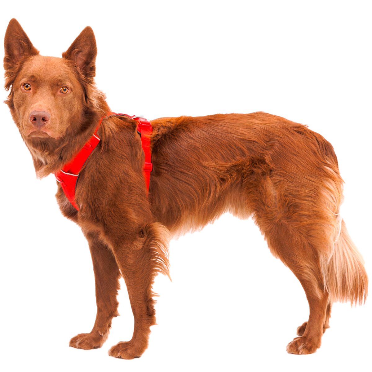 Ruffwear Front Range® suņu iejūgs jaunais modelis (M izmērs (krūšu apkārtmērs 69-81 cm) – Red Canyon)