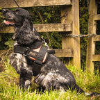 Heim RAC Comfort harness (Size XL - Neck circumference 36-48cm, Chest circumference 70-85cm)
