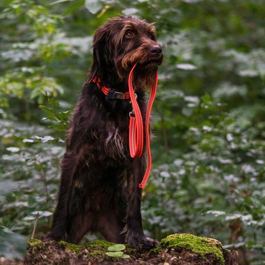 Sprenger Rubberized dog leash without hand strap (Signal orange – length 2 m)