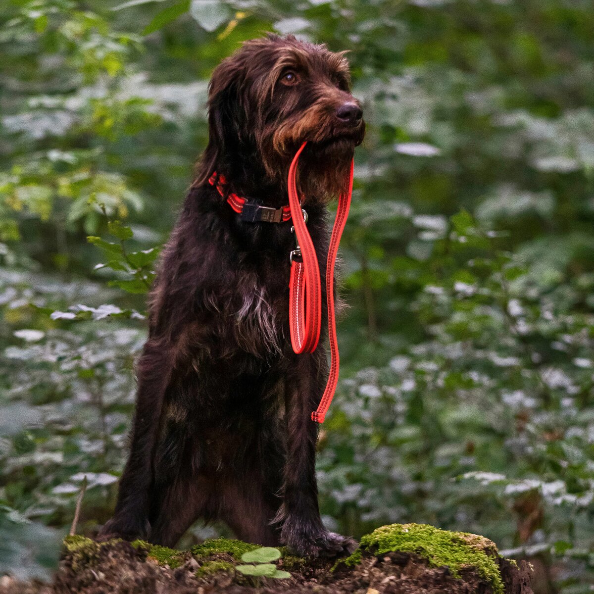 Sprenger Rubberized dog leash without hand strap (Signal orange – length 2 m)