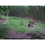 Seissiger Wildlife camera Mini-Cam