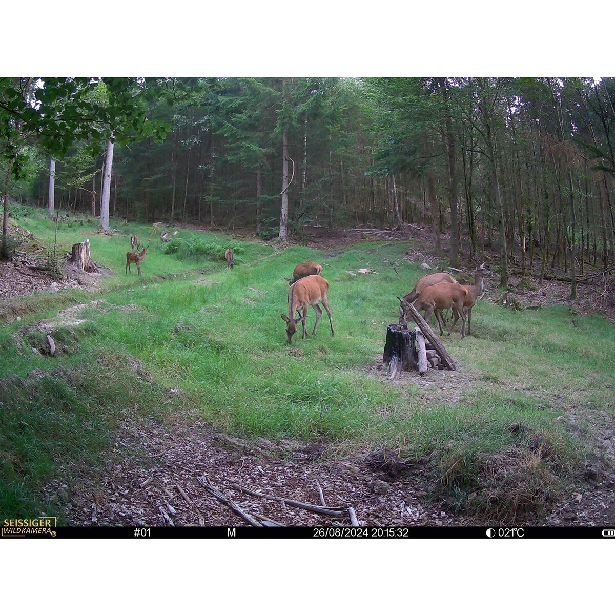 Seissiger Wildlife camera Mini-Cam