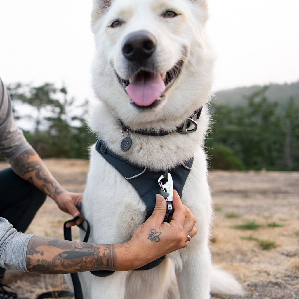 Ruffwear Front Range® dog harness new model (Size XXS (chest 33-43 cm) – Basalt Gray)