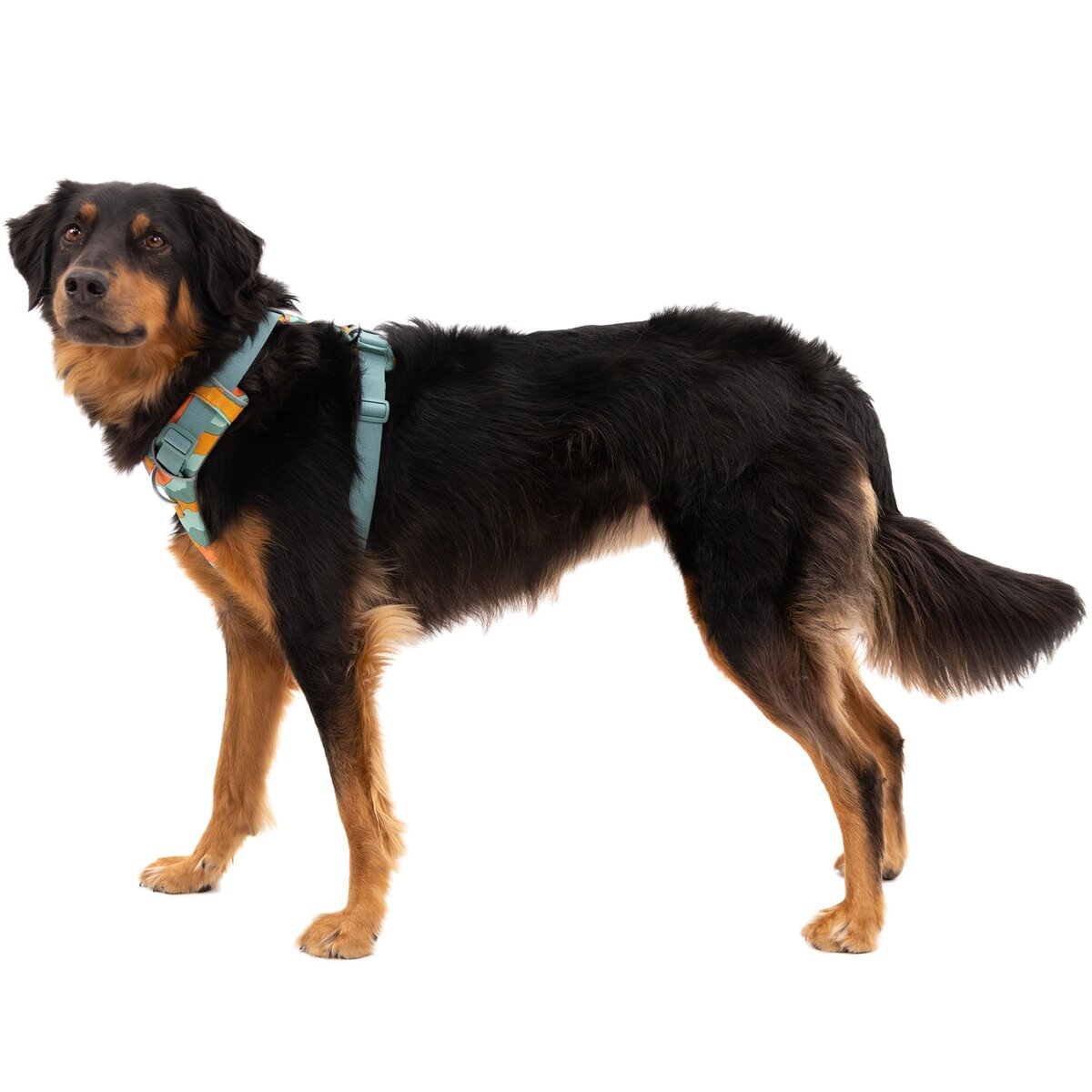 Ruffwear Front Range® dog harness new model (Size XS (chest circumference 43-56 cm) – Spring Moutains)
