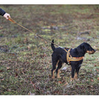 Heim Dog harness signal (Size XS (chest 42-50cm, width 20mm))