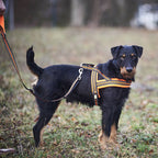 Heim Dog harness signal (Size L (chest 68-80cm, width 25mm))